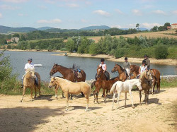 Vente de chevaux près de Tournon-Sur-Rhône